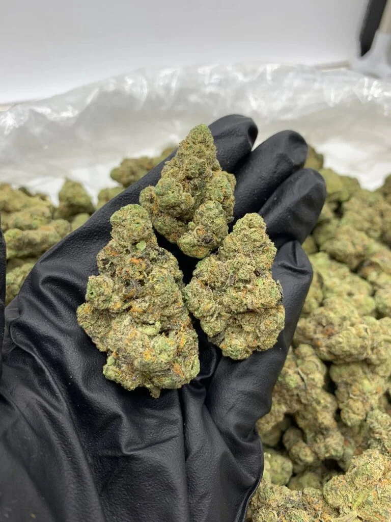 Banana Zurpp Strain 3